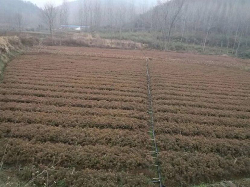 良种杉木树苗  速生苗40～60cm杯苗  杉树苗 刺杉苗