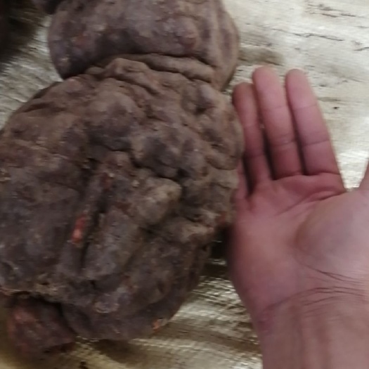 麻栗坡县 何首乌