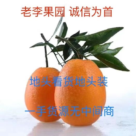 秭归县 秭归脐橙，一手货源，无中间商。提供一条龙服务