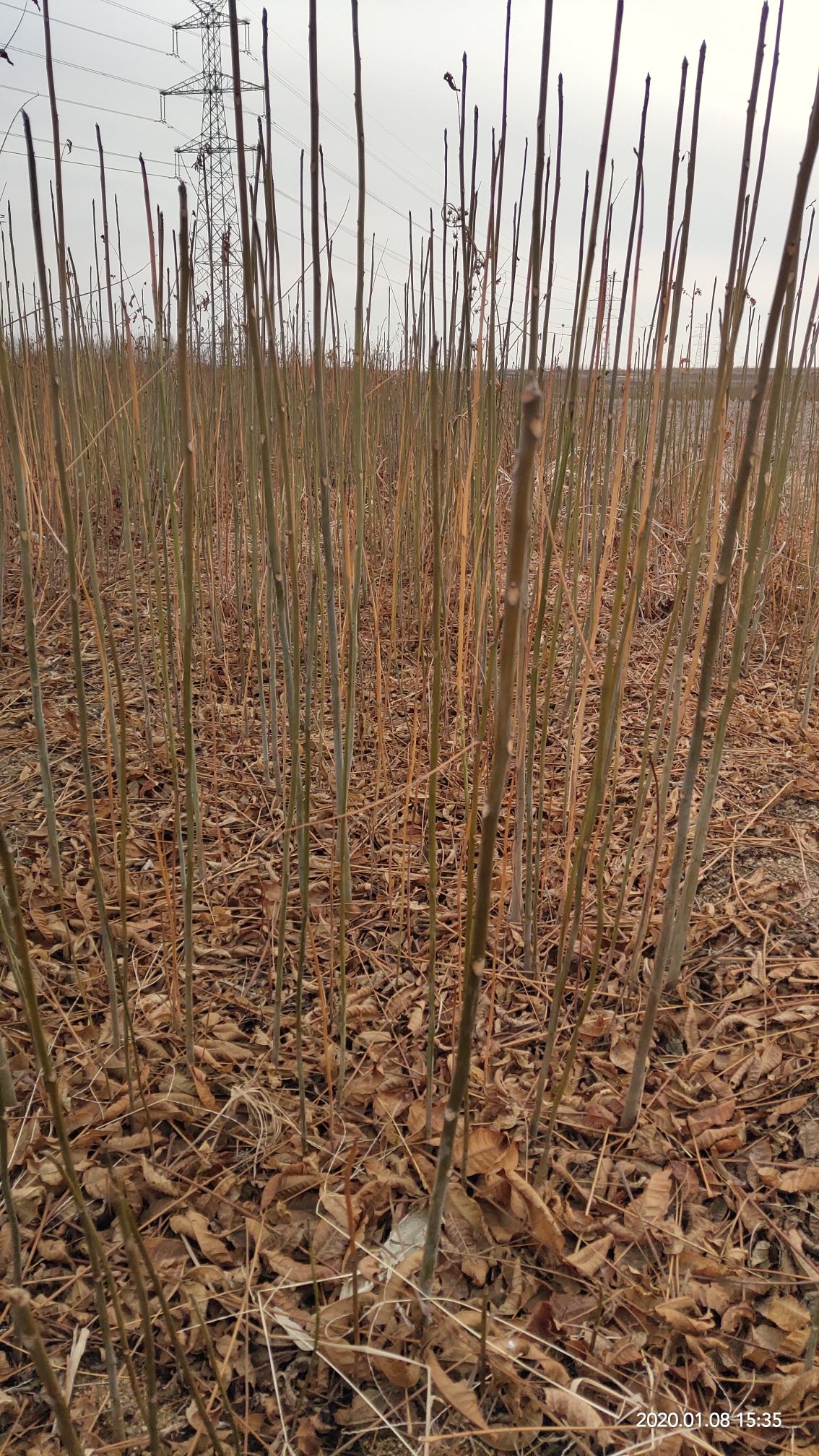红油香椿苗 苗圃直销，无中介，现挖现卖，成活率高