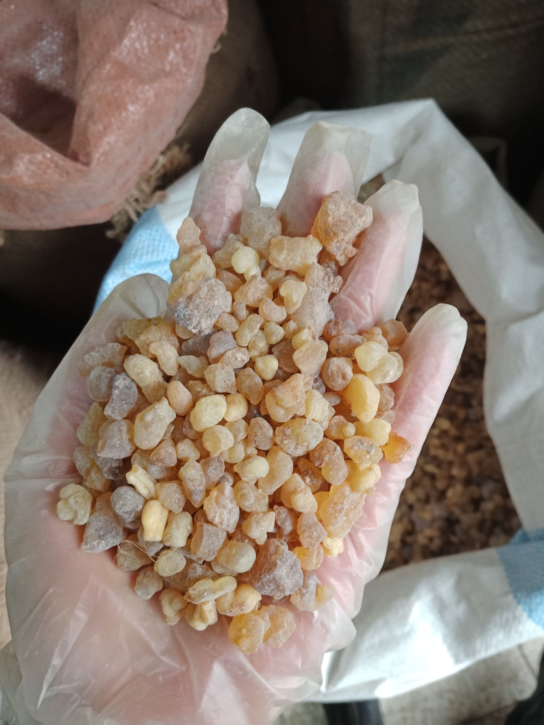  乳香制炙乳香乳香珠