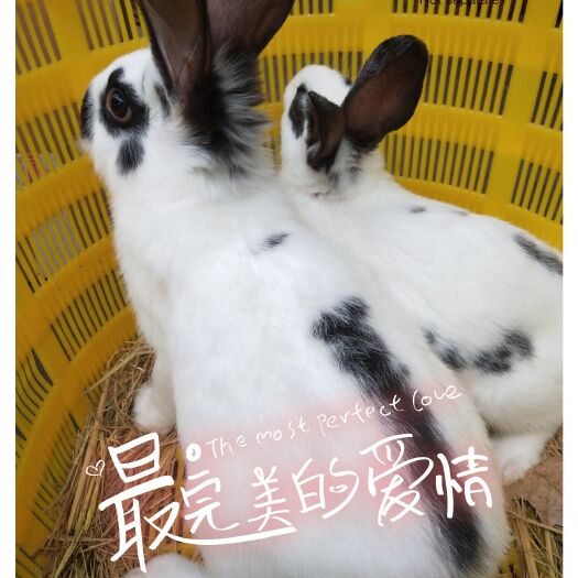 新沂市 花巨兔  种兔  幼兔兔苗