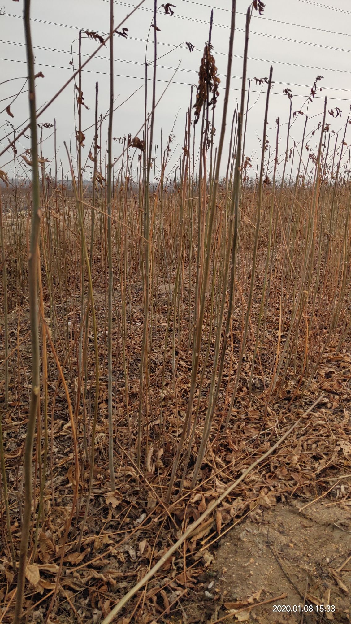 红油香椿苗 苗圃直销，无中介，现挖现卖，成活率高