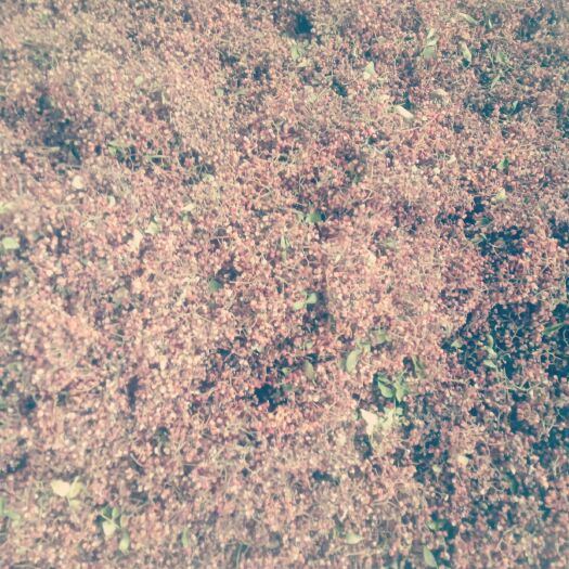 新泰市红花椒 一级 干花椒