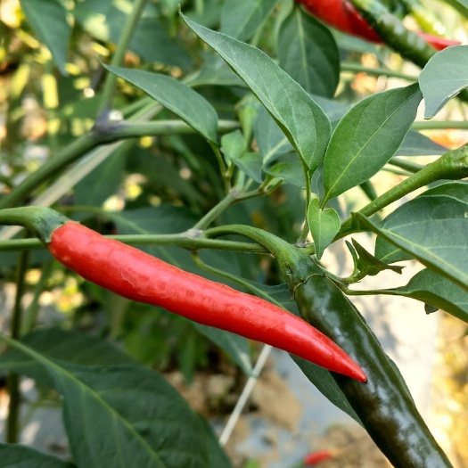 景洪市朝天椒 露天种植小米辣线椒螺丝椒