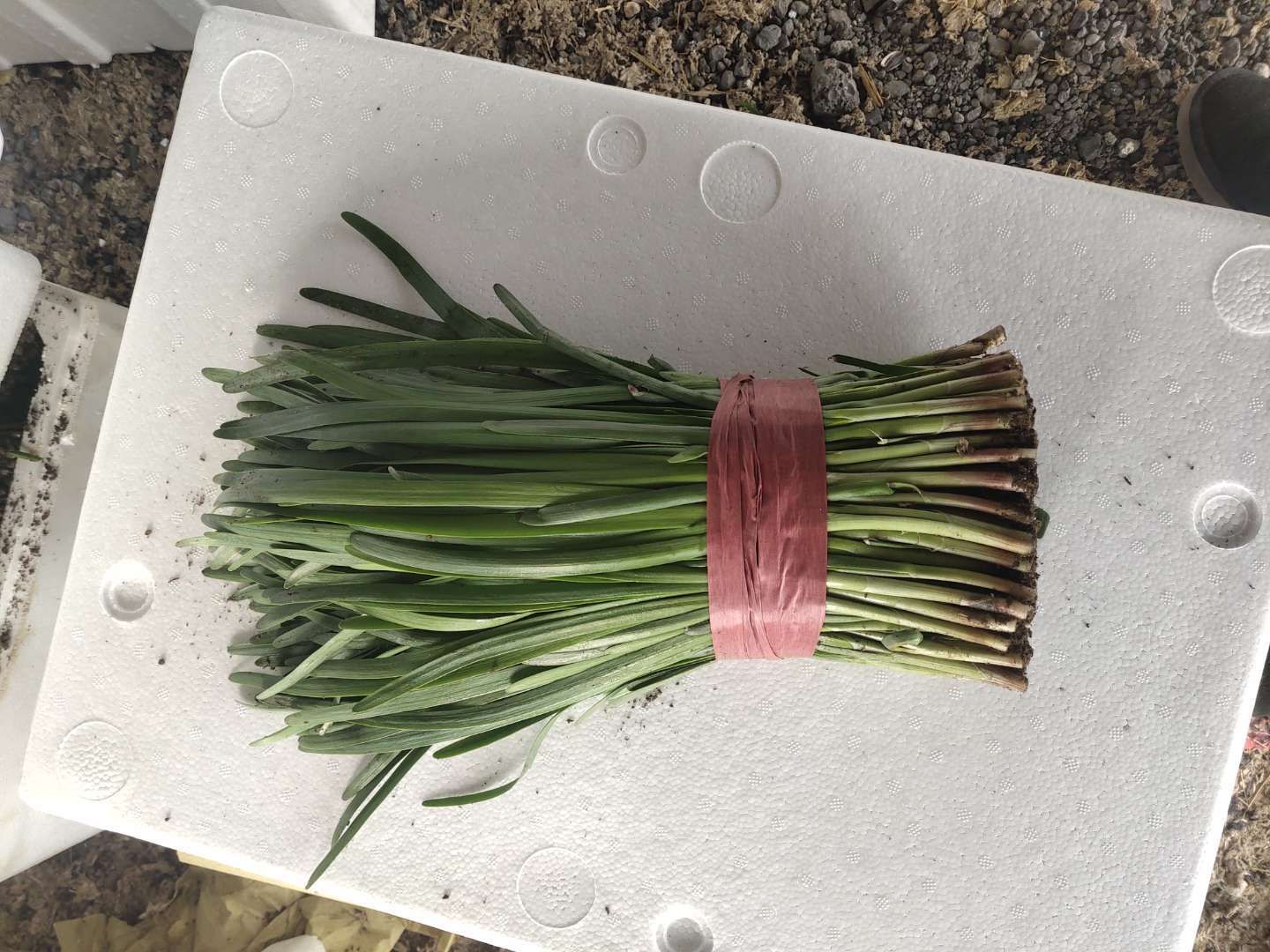 汉中韭王 头茬 30~35cm