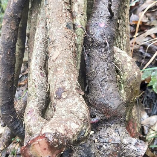 镇远县回心草（药材）
