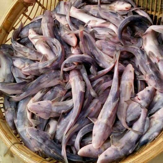 黄颡鱼 黄辣丁 食用 放钓