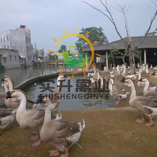 南宁 黄脚狮头鹅苗
