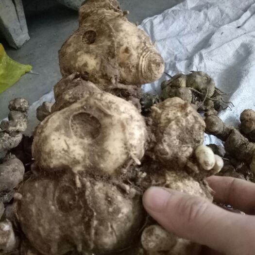 甜黄精  生黄精，低价处理