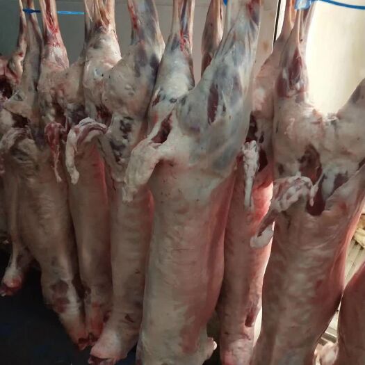 定州市羊肉类 生肉