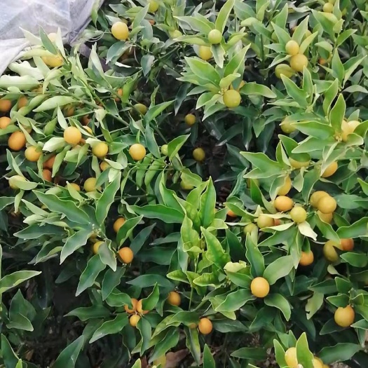 荔浦市 脆皮金桔苗，根须好，带果百分之八十
