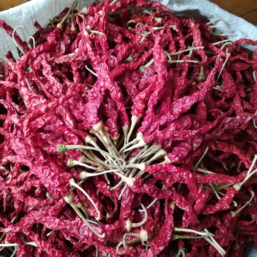 茶陵县 精品带把干线椒