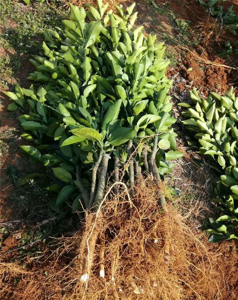 皇帝柑苗 皇帝柑橘苗盆栽地栽南北方种植现挖现发基地直销当年结果