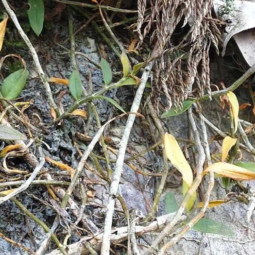 龙州县 铁皮石斛干条，去根须杂质，保证质量