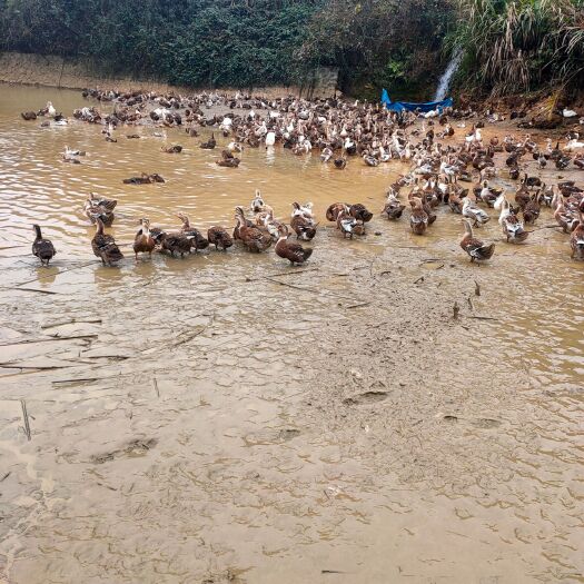 宁远县麻鸭 4-5斤 母 全散养