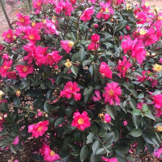 长沙 茶梅球 红花茶梅 茶梅冠60㎝