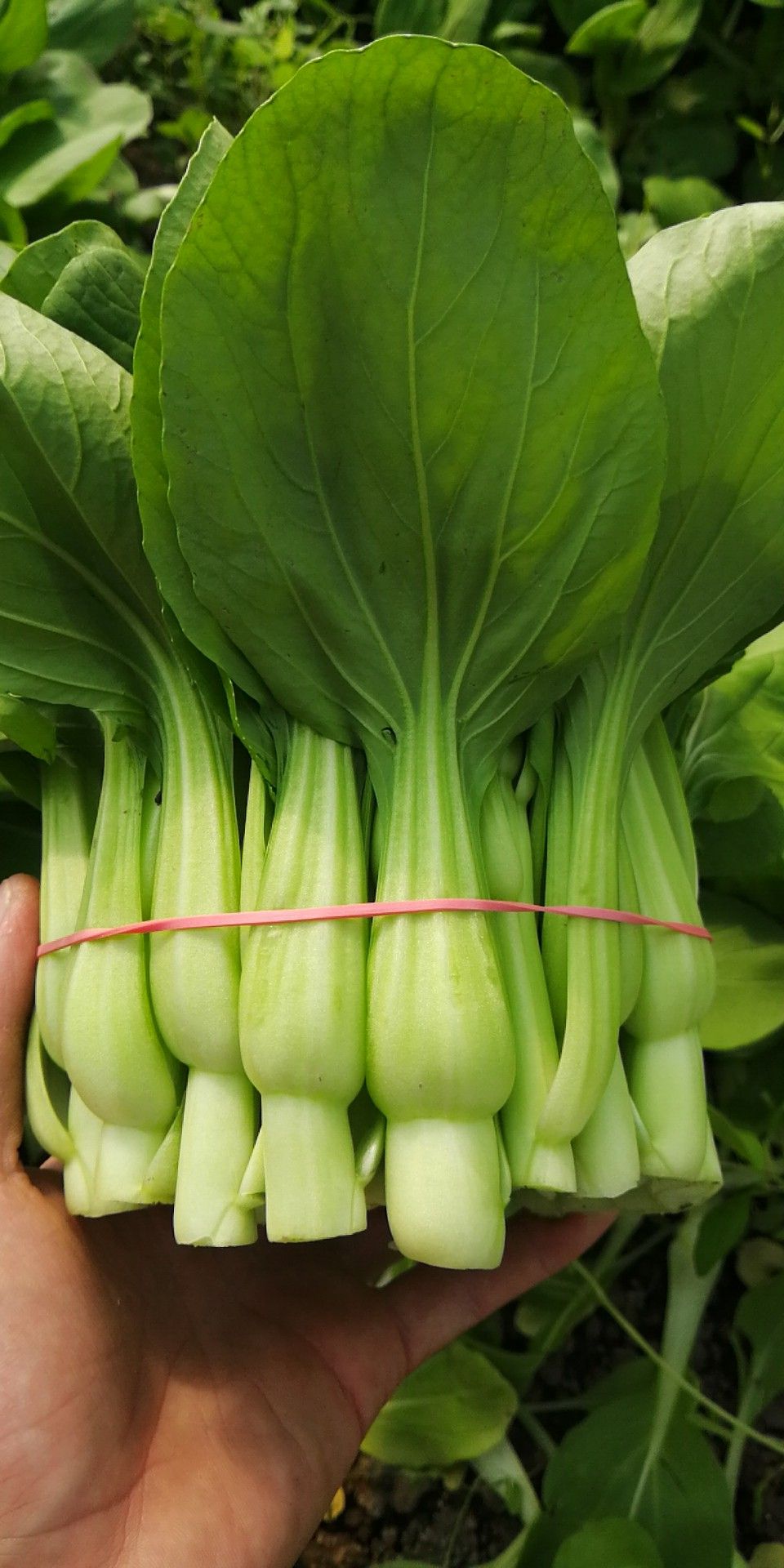 精品小菜苔 需要的联系