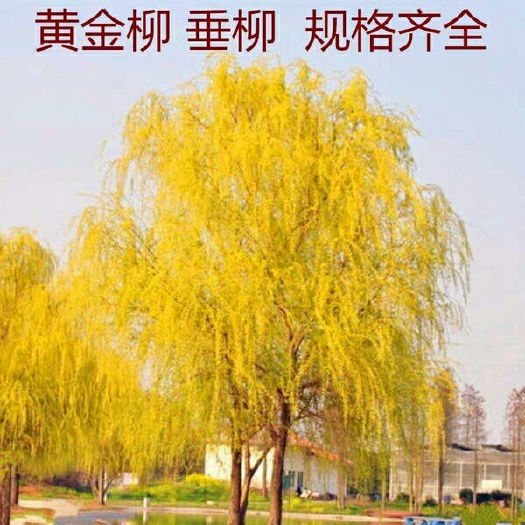沭阳县黄金柳金丝垂柳小苗柳树枝条垂杨柳树苗垂柳苗竹柳树苗行道苗木