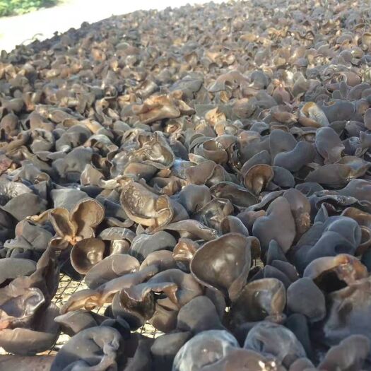  东北特产黑木耳干货500g包邮肉厚滑嫩有弹性