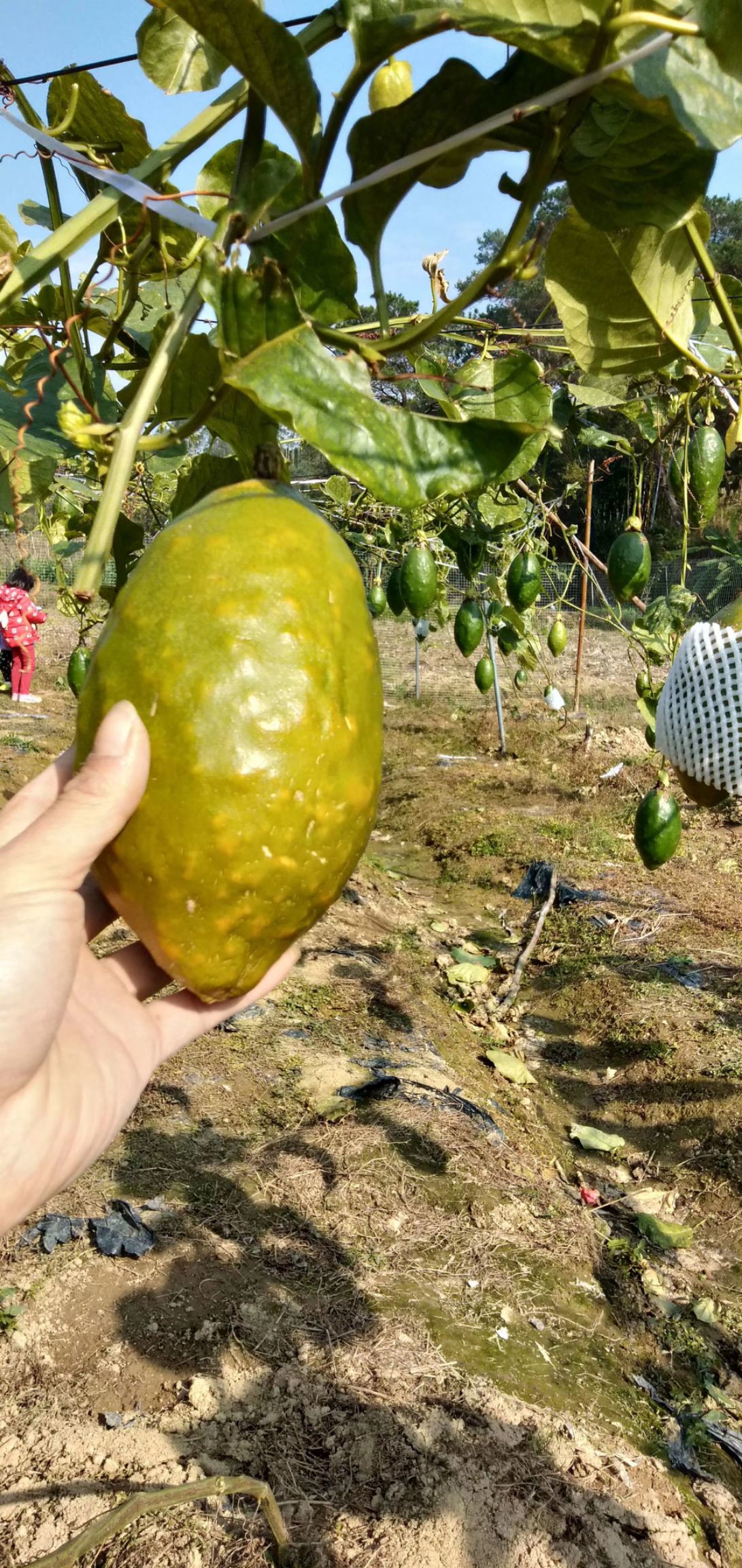 香蜜木瓜百香果苗   甜蜜百香果纯甜不酸嫁接苗当年结