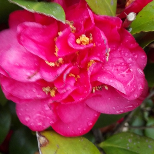 衡东县七芯茶花，美丽大方，