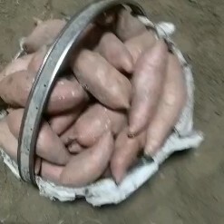 雄县龙薯九号 龙薯九商品薯