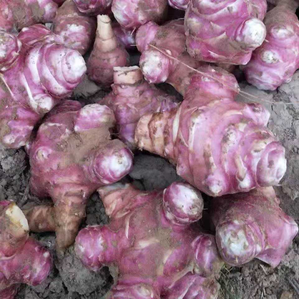 洋姜，有白皮，红皮，紫皮的，现货质优量大，欢迎各地客商定购