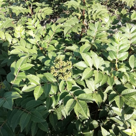 罗城县吴茱萸 插扞苗江西中花，广西中花！