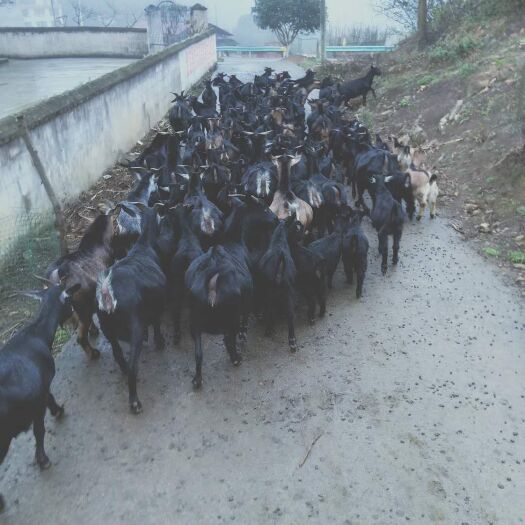 会同县 长期出售肉羊，种羊