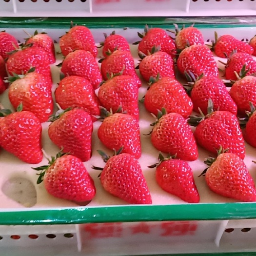 东港市 九九草莓