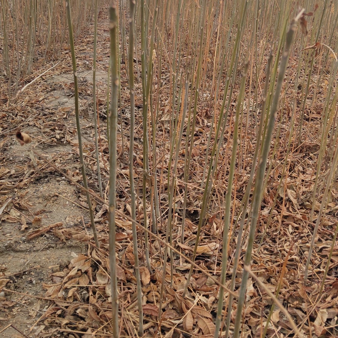 红油香椿苗 苗圃直销，无中介，现挖现卖，成活率高