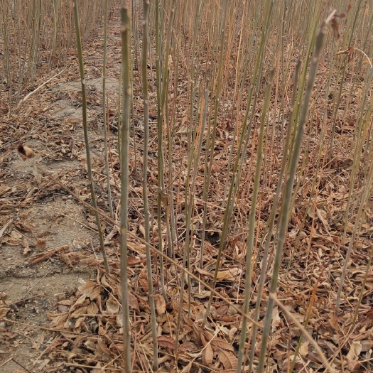 红油香椿苗 苗圃直销，无中介，现挖现卖，成活率高