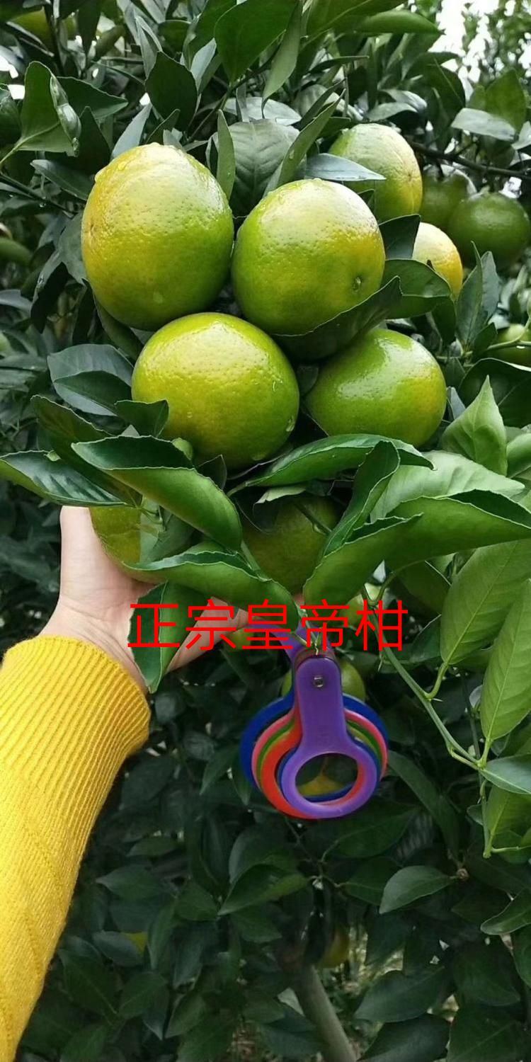 正品皇帝柑苗，广西嫁接皇帝柑树苗正品贡柑树苗广西发货柑橘树苗