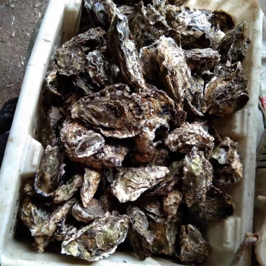 海阳市海阳牡蛎 海水 2-3两/只 鲜活水产