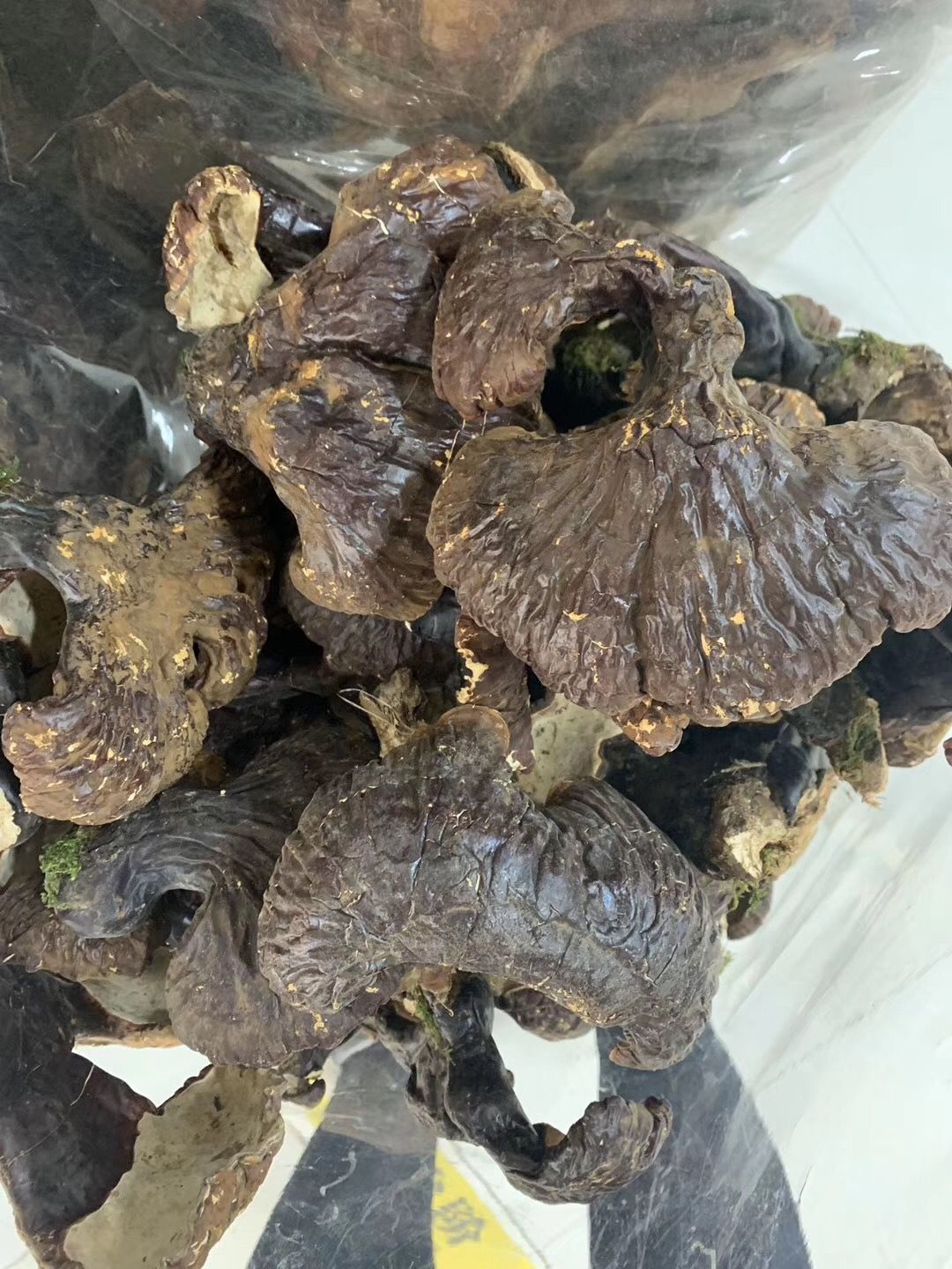 长白山林灵芝型号齐全包邮