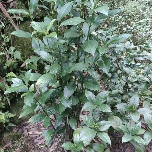 福建本地鲜货草珊瑚大量供应，有需要的朋友速度联系我