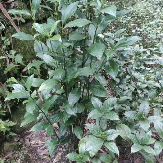 泰顺县福建本地鲜货草珊瑚大量供应，有需要的朋友速度联系我