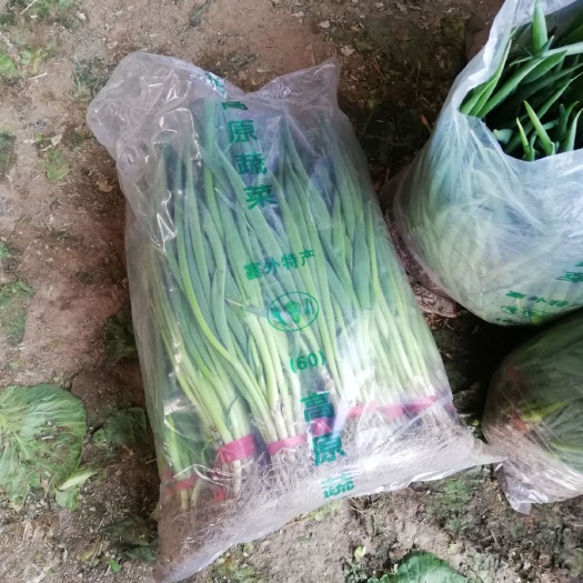 滦南县四季葱  精品四季小葱