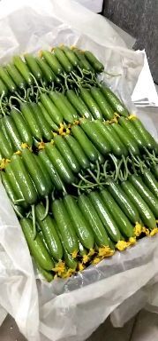 寿光市 精品水果小黄瓜