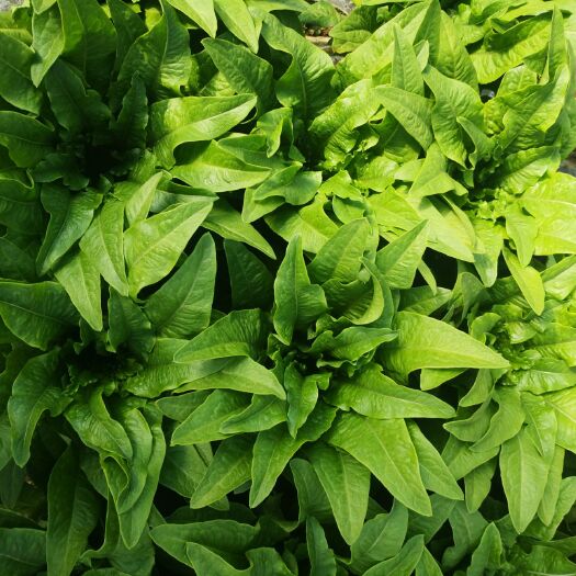 嵩明县 精品油麦菜，品质高，货实惠！