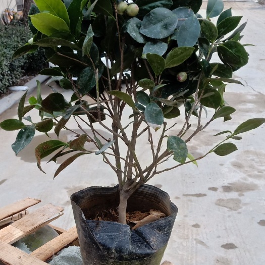 平邑县 茶花
