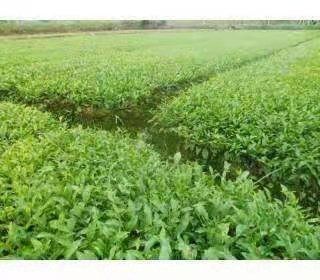福鼎市茶树苗  云雾贡茶茶苗 独本苗 0.5米以下