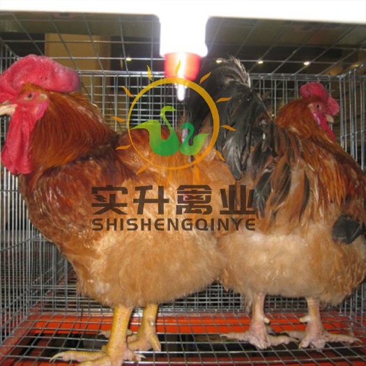 南宁 孵化场直销优质 良凤鸡苗，包活到家，肉鸡苗