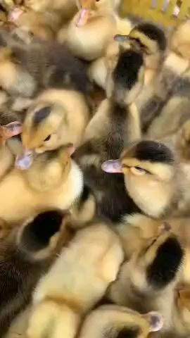 新品种麻鸭苗  厂里直销  品质优良   包打疫苗