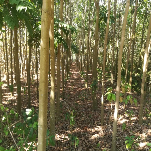 南宁大花紫薇  荒地流转可以搞养殖场
