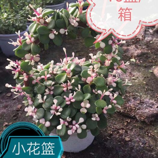 漳州多肉植物  多肉 金枝玉叶锦 悬崖 花篮 基地自销 整箱销售
