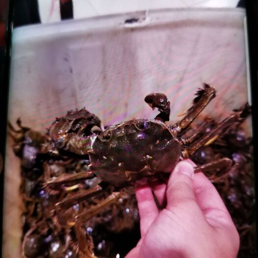 常熟市阳澄湖镇大闸蟹 统货 多规格