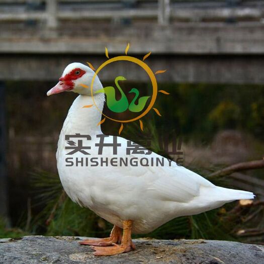 南宁 白番鸭苗 大种鸭苗孵化场直销