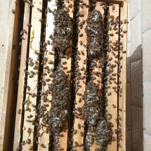 遂溪县 中华蜜蜂 土蜜蜂 本地蜜蜂 两广本地优选黑王